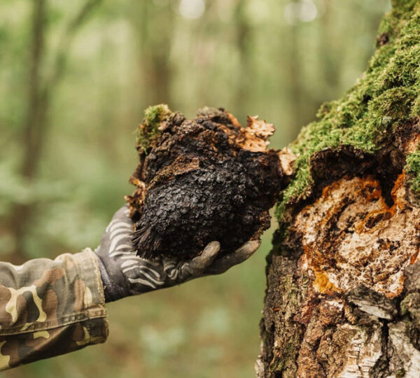 chaga